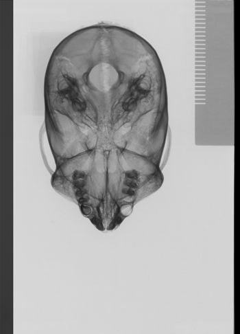 Media type: image;   Mammalogy 19798 Description: sagittal;